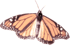 A graphic of a Monarch butterfly