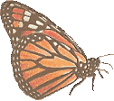 A graphic of a Monarch butterfly in a side-view