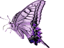 A graphic of a violet butterfly in a side-view